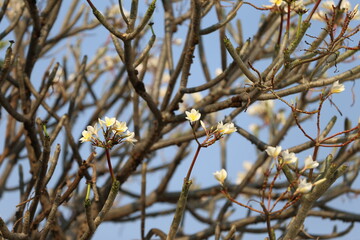 branch of a tree with flowers