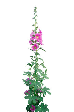 Beautiful hollyhock is growing in a garden. Pink flower of hollyhock  on  blur background.