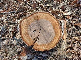 Tree frame and fallen leaves at tree stump