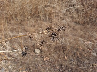 Dokebi grass grown outdoors (Dokkaebi needles)