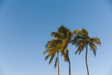 Fototapeta na wymiar Kakaako Waterfront Park, Plam Tree silhouette photo at sunset, Honolulu, Oahu, Hawaii. The coconut tree (Cocos nucifera) is a member of the palm tree family (Arecaceae) . 