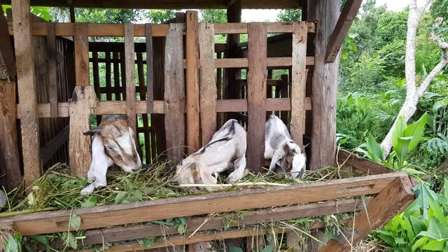 Several goats in the pen are eating grass. Natural fattening process without additional feed. The process takes longer but saves resources