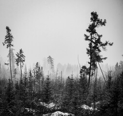 Foggy Bog Black and White
