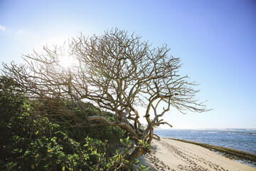 Dead tree on the beach, Oahu island Hawaii | Plants Nature Landscape Travel Photography