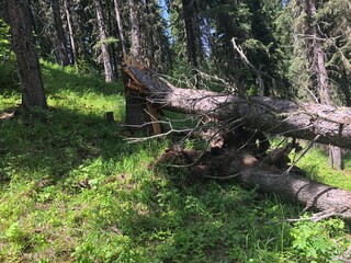 Broken tree trunk after a strong stormy wind and rain 