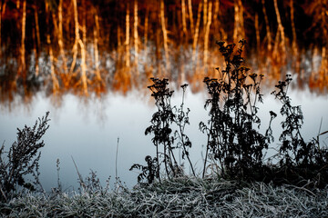 Reflection of the Forest
