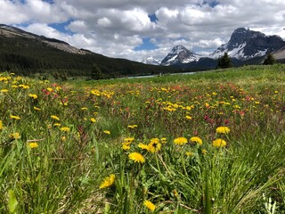 Hiking through beautiful alpine wildflowers blooming in the mountains in Alberta, Canada