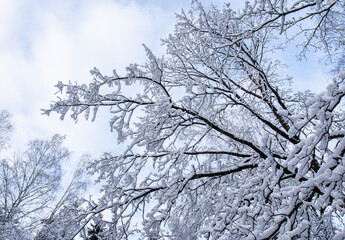 Scenic view of snow-covered tree branches in winter forest