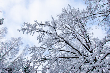 Fototapeta na wymiar Scenic view of snow-covered tree branches in winter forest