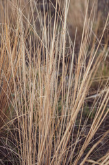 Bunch yellowed tall grass close-up, Dried vegetation from autumn weather, nature outdoors.