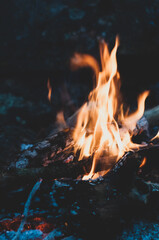 Cozy campfire in forest in nature. charred branches tree, burning wood, small bright flame fire. Summer camping,