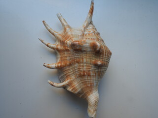 red brown seashell with protrusions