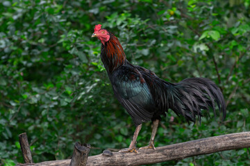 A gamecock standing on a log blurred bokeh with green leaves.