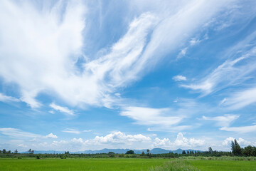 White clouds float abstract shapes in the sky and the green grass.