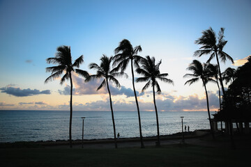 Obraz na płótnie Canvas Kakaako Waterfront Park, Plam Tree silhouette photo at sunset, Honolulu, Oahu, Hawaii