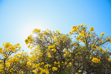Flowering tree, Tabebuia aurea, Oahu, Hawaii | Nature Landscape