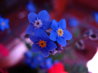 Natural Flowers garden purple flower