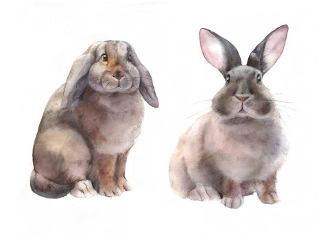 Easter rabbit set. Hand drawn sketch and watercolor illustrations.. Animal Illustration isolated on white background