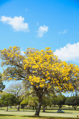 Fototapeta premium Flowering tree, Tabebuia aurea, Oahu, Hawaii | Nature Landscape