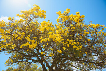 Flowering tree, Tabebuia aurea, Oahu, Hawaii | Nature Landscape 