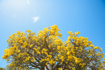 Flowering tree, Tabebuia aurea, Oahu, Hawaii | Nature Landscape 