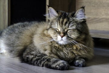 Persian and Thai cat hybrid Gray lounger happily and calmly sunbathing on the floor in the house