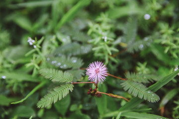 koolau range, Hoomaluhia Botanical Garden, Oahu, Hawaii