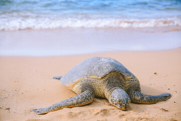 Green turtle at Laniakea Beach, Oahu, Hawaii