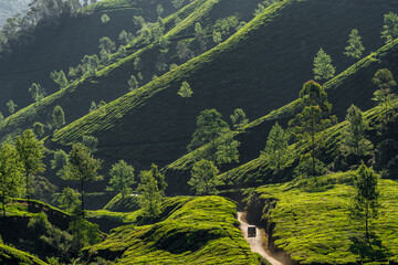 Tea plantations landscape with indian auto rickshaw driving through in Munnar, India
