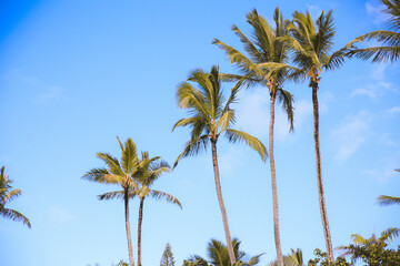 Palm trees at Laniakea Beach, Oahu, Hawaii