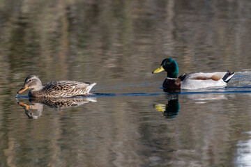 Male Mallard duck and female partner swimming with reflection in lagoon pond water surface.