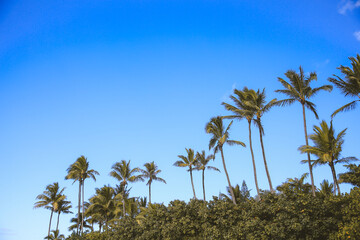 Fototapeta na wymiar Palm trees at Laniakea Beach, Oahu, Hawaii