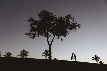 Kakaako Waterfront Park, Tree silhouette photo at sunset, Honolulu, Oahu, Hawaii