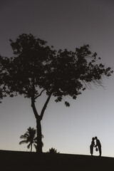 Kakaako Waterfront Park, Tree silhouette photo at sunset, Honolulu, Oahu, Hawaii