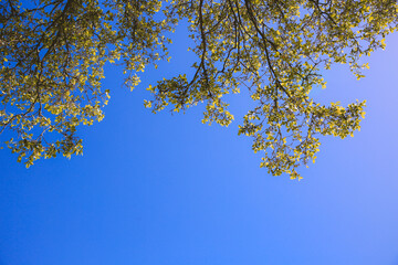 Tree Branches and leaves, Oahu | Hawaii landscape