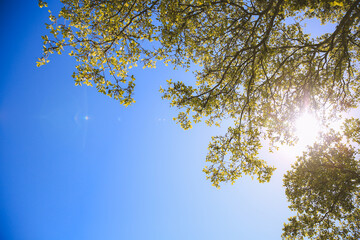 Tree Branches and leaves, Oahu | Hawaii landscape