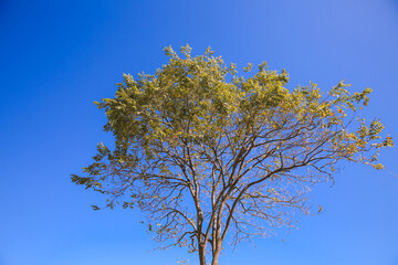 Tree Branches and leaves, Oahu | Hawaii landscape