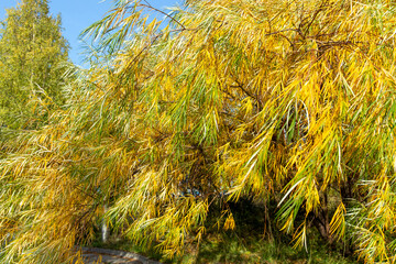 Yellow willow leaves on the shore