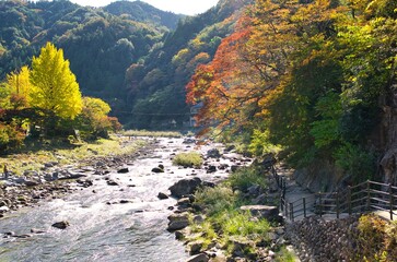 香嵐渓の紅葉と銀杏1