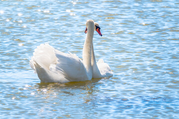 Mating games of a pair of white swans. Swans swimming on the water in nature. Valentine's Day background