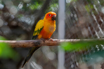 Beautiful colorful Sun Conure parrot bird