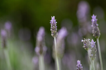 Flor de lavanda, Buenos Aires, 16 de septiembre de 2016