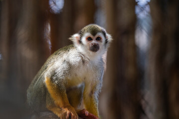Naklejka na ściany i meble close up squirrel monkey in zoo