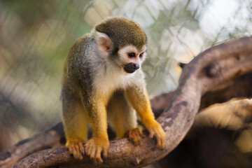 close up squirrel monkey in zoo