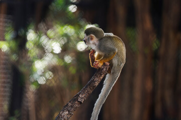 close up squirrel monkey in zoo