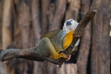 Obraz premium close up squirrel monkey in zoo