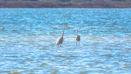 The white herons stands in the lake
