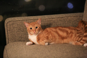 Orange cat on the sofa