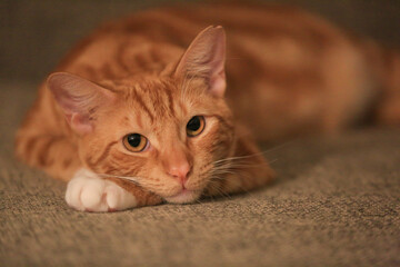 Orange cat on the sofa