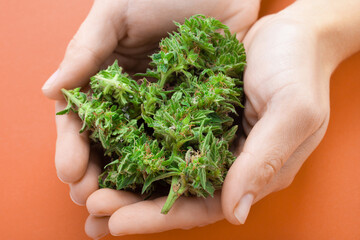 Naklejka na ściany i meble fresh cannabis buds in female hand. medicinal marijuana